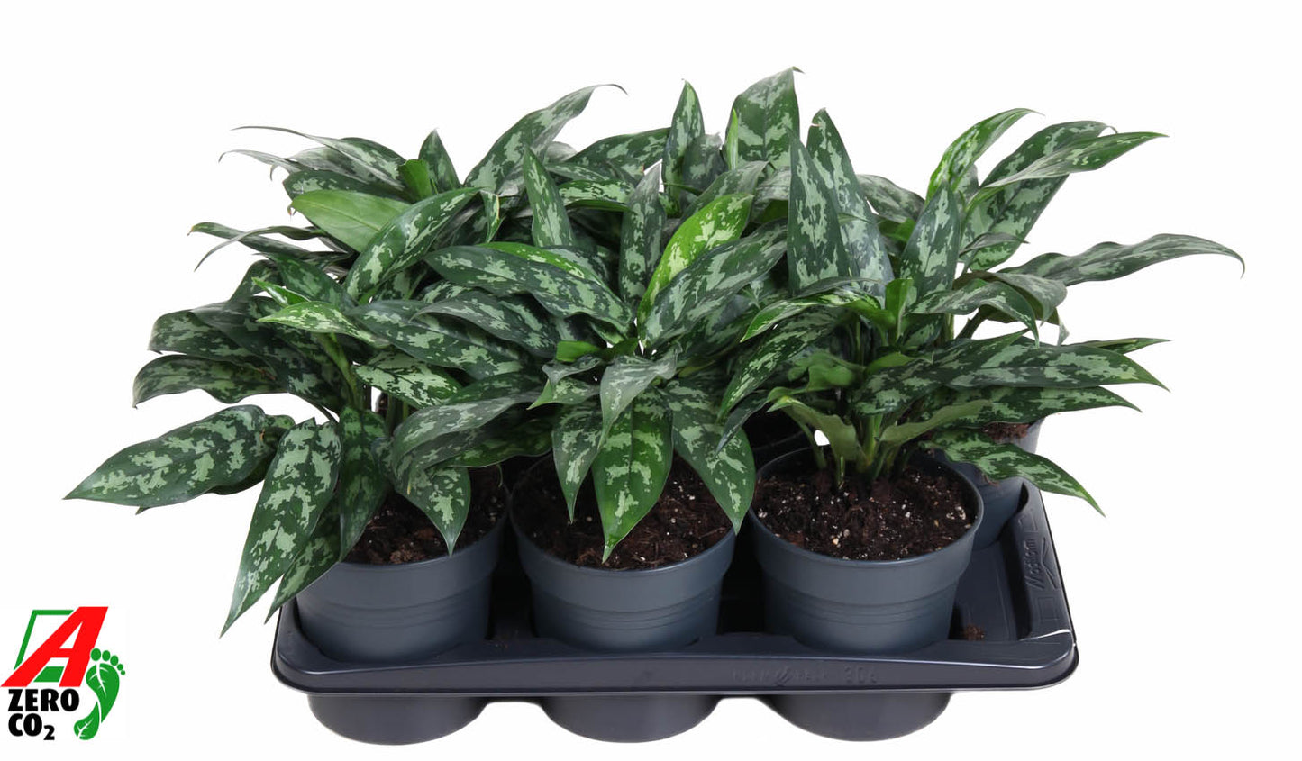 Ammerlaan Green Innovator Aglaonema Maria Pack of 6