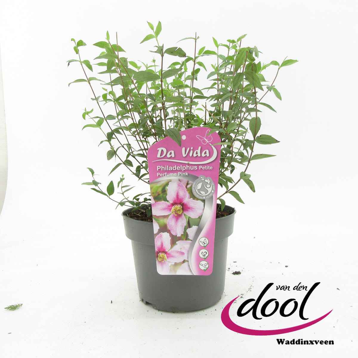 Philadelphus Petite Perfume Pink 40cm 19cm Pot