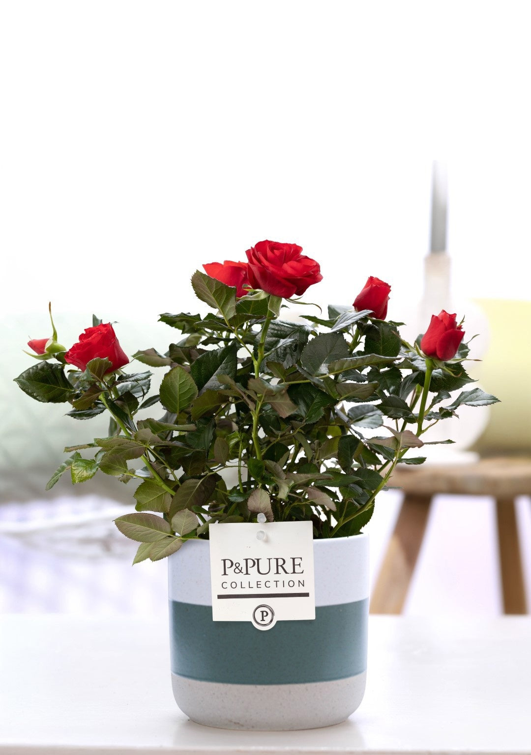 Rosa Beau Monde red 28cm 12cm Pot