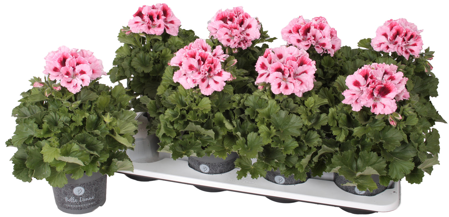 Pelargonium gr. Burghi 28cm 12cm Pot