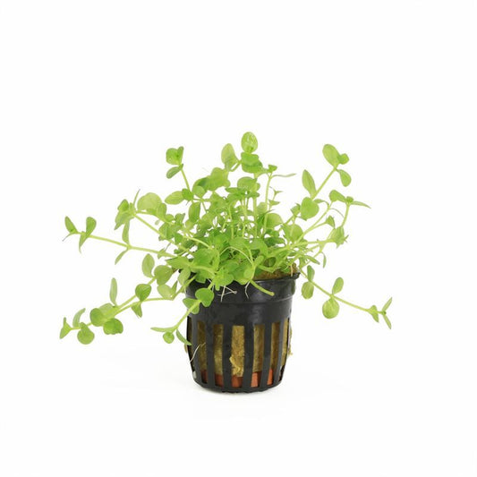 Aquarium plant mix 10cm 5cm Pot