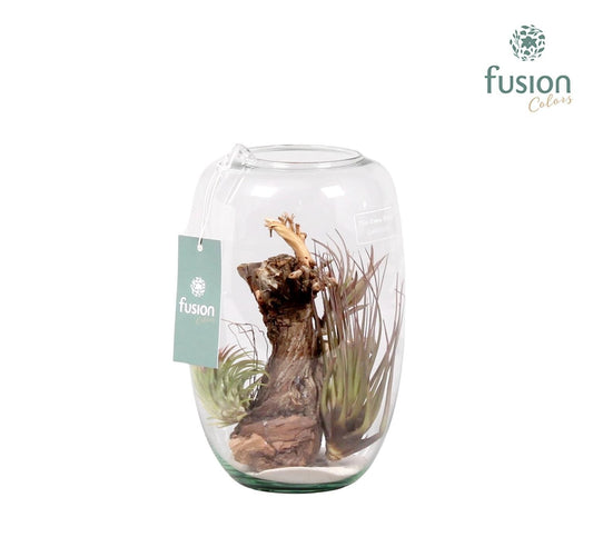 arr. Tillandsia 25cm 15cm Pot