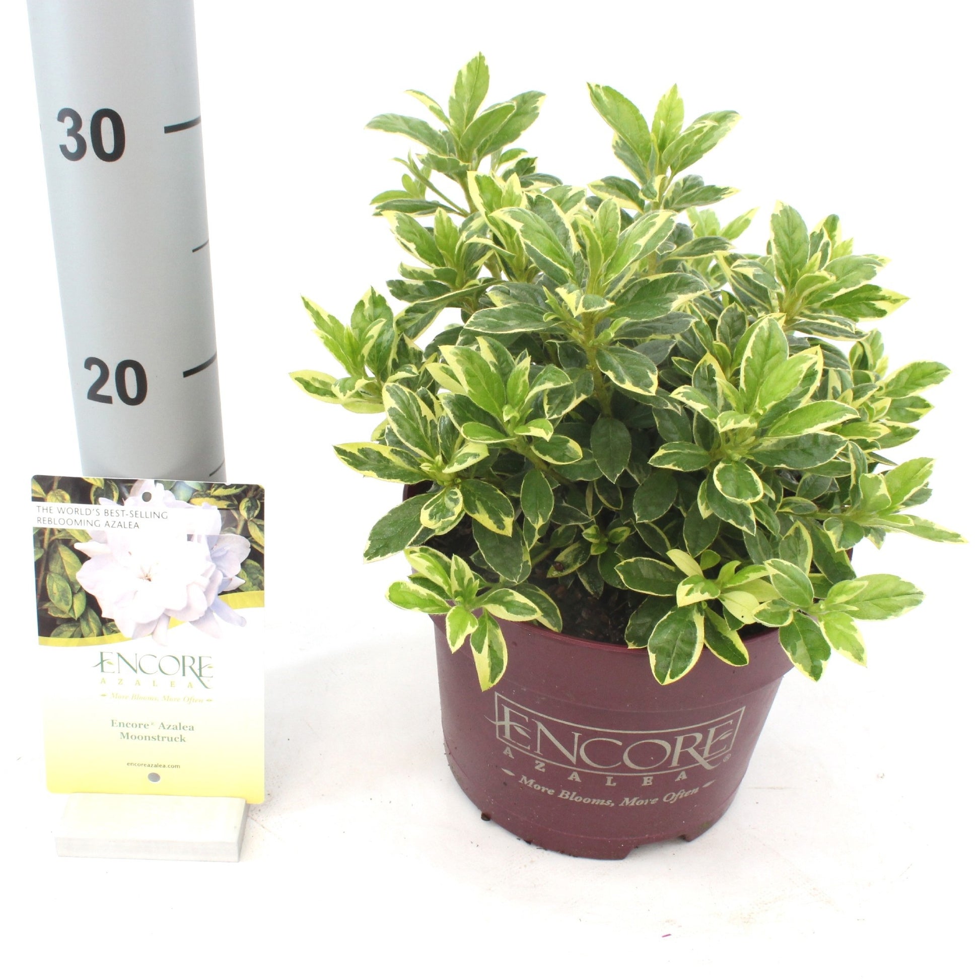 Rhododendron Encore mix 40cm 19cm Pot