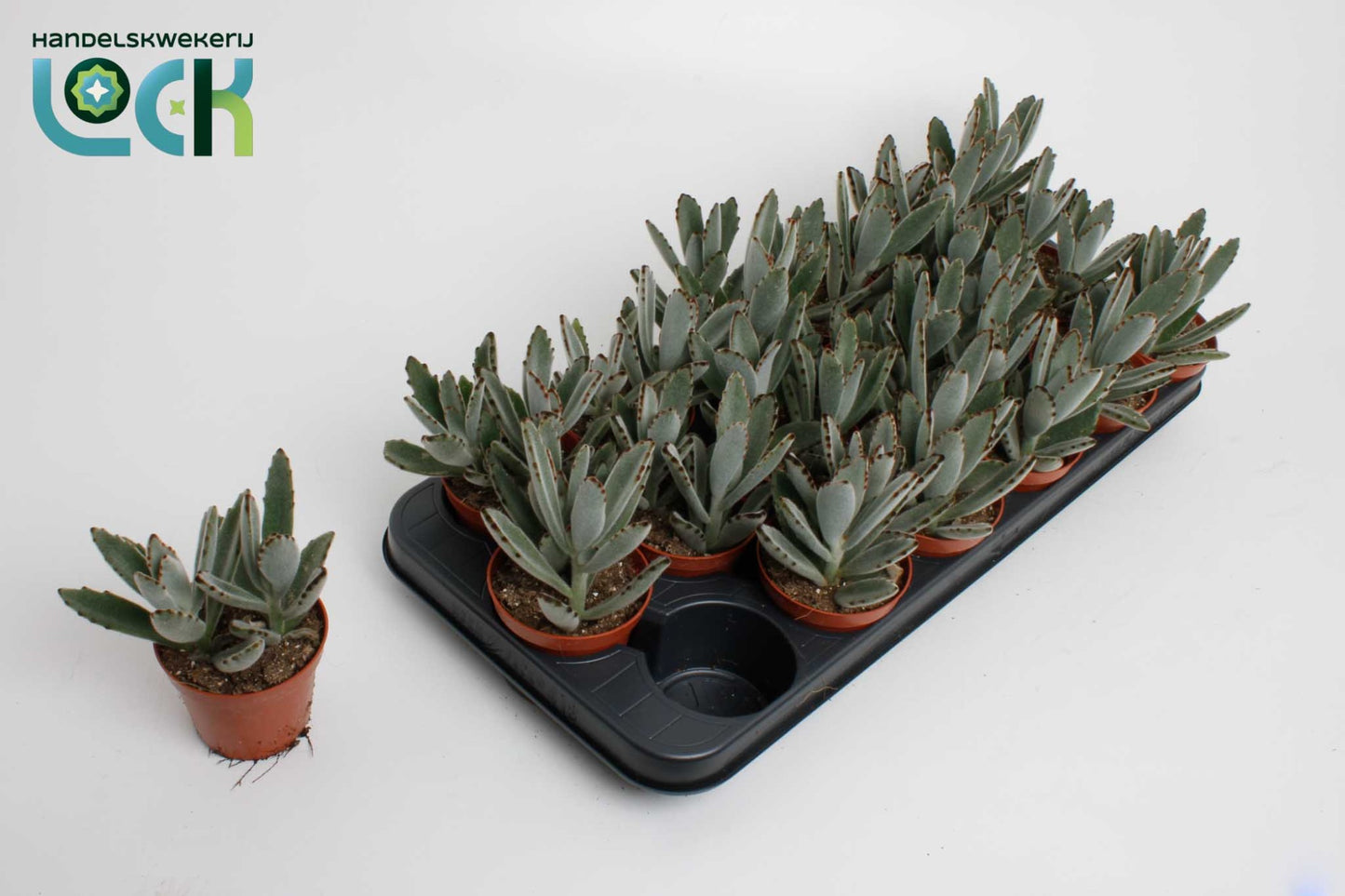 Lock, Handelskwekerij Kalanchoe tomentosa Light Pack of 18