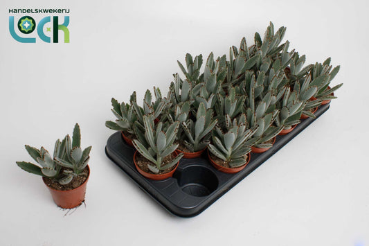 Kalanchoe tomentosa Light 15cm 8.5cm Pot