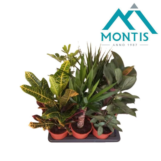 Foliage houseplants mix 60cm 17cm Pot