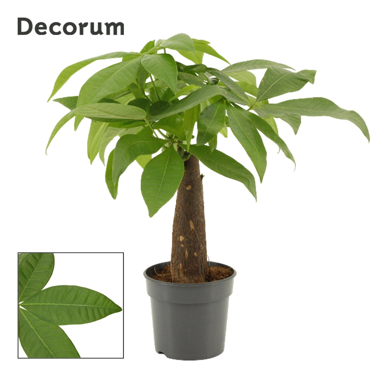 Pachira aquatica 28cm 9cm Pot