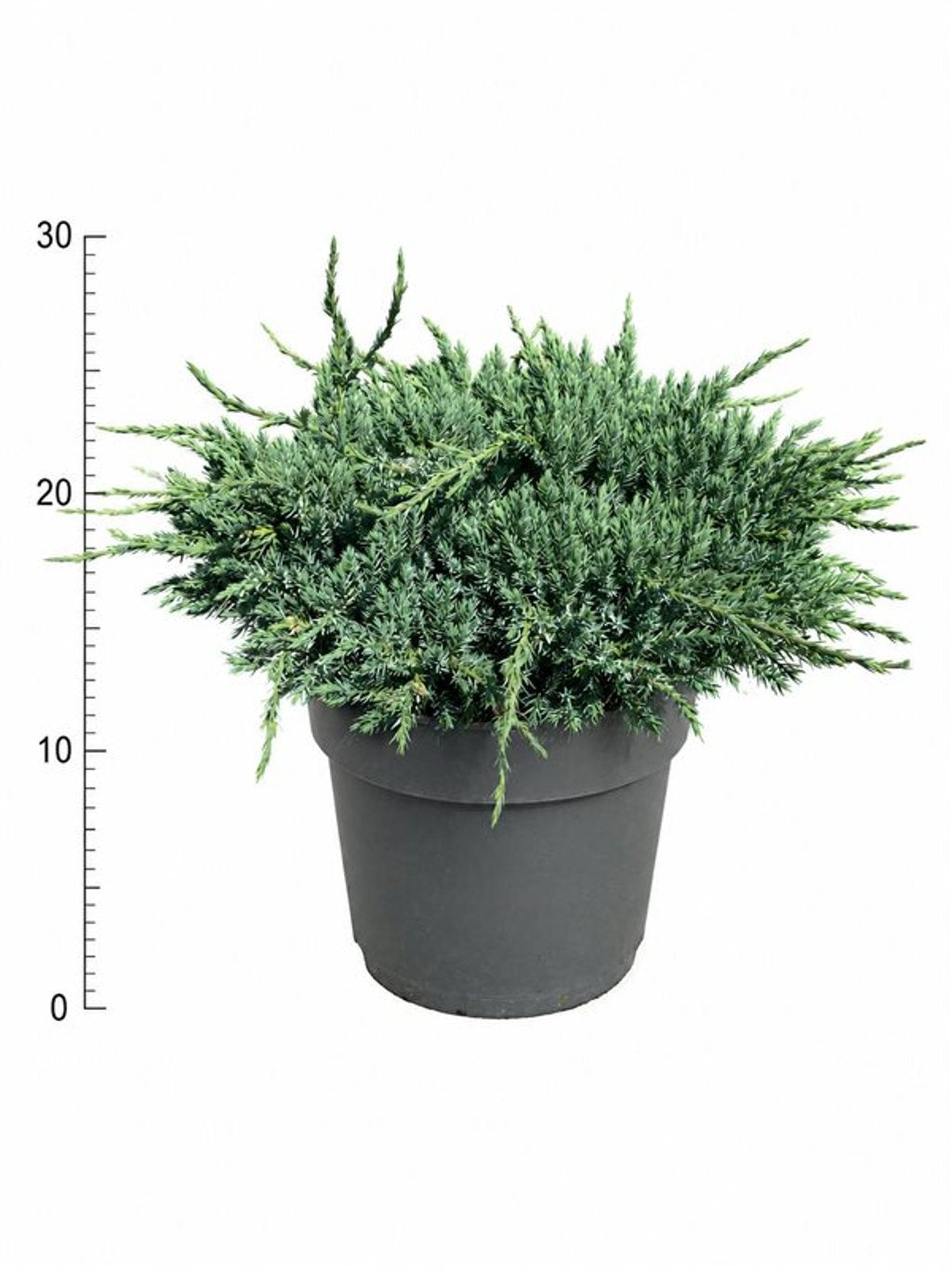 Juniperus Blue Carpet 40cm 26cm Pot