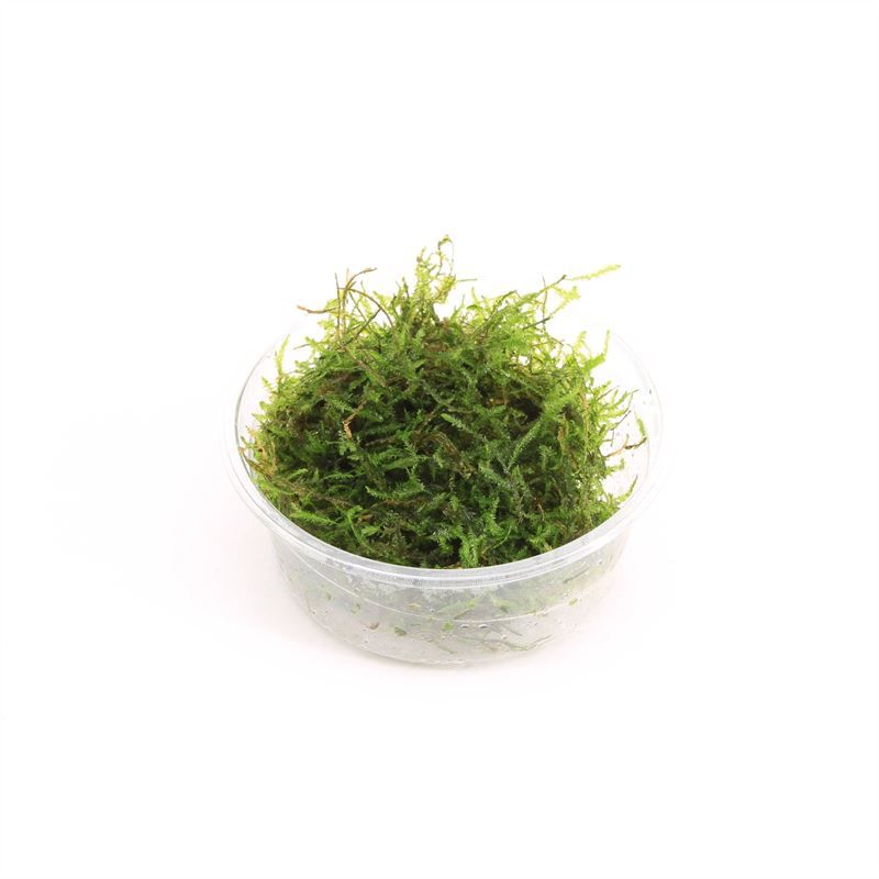 Aquarium plant mix 5cm 2cm Pot