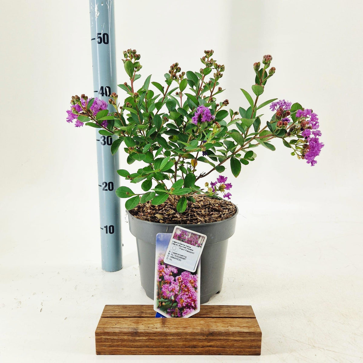 Lagerstroemia indica 45cm 23cm Pot