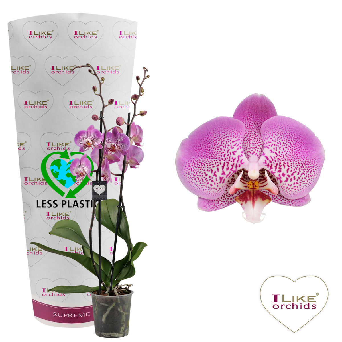 Phalaenopsis Jillion 65cm 12cm Pot