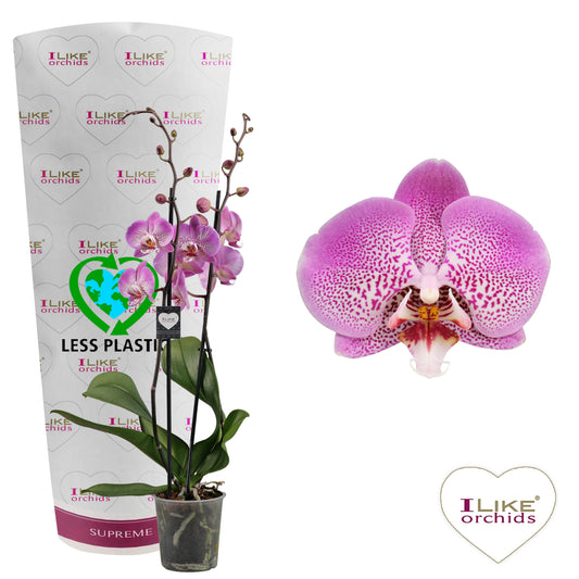 Phalaenopsis Jillion 65cm 12cm Pot