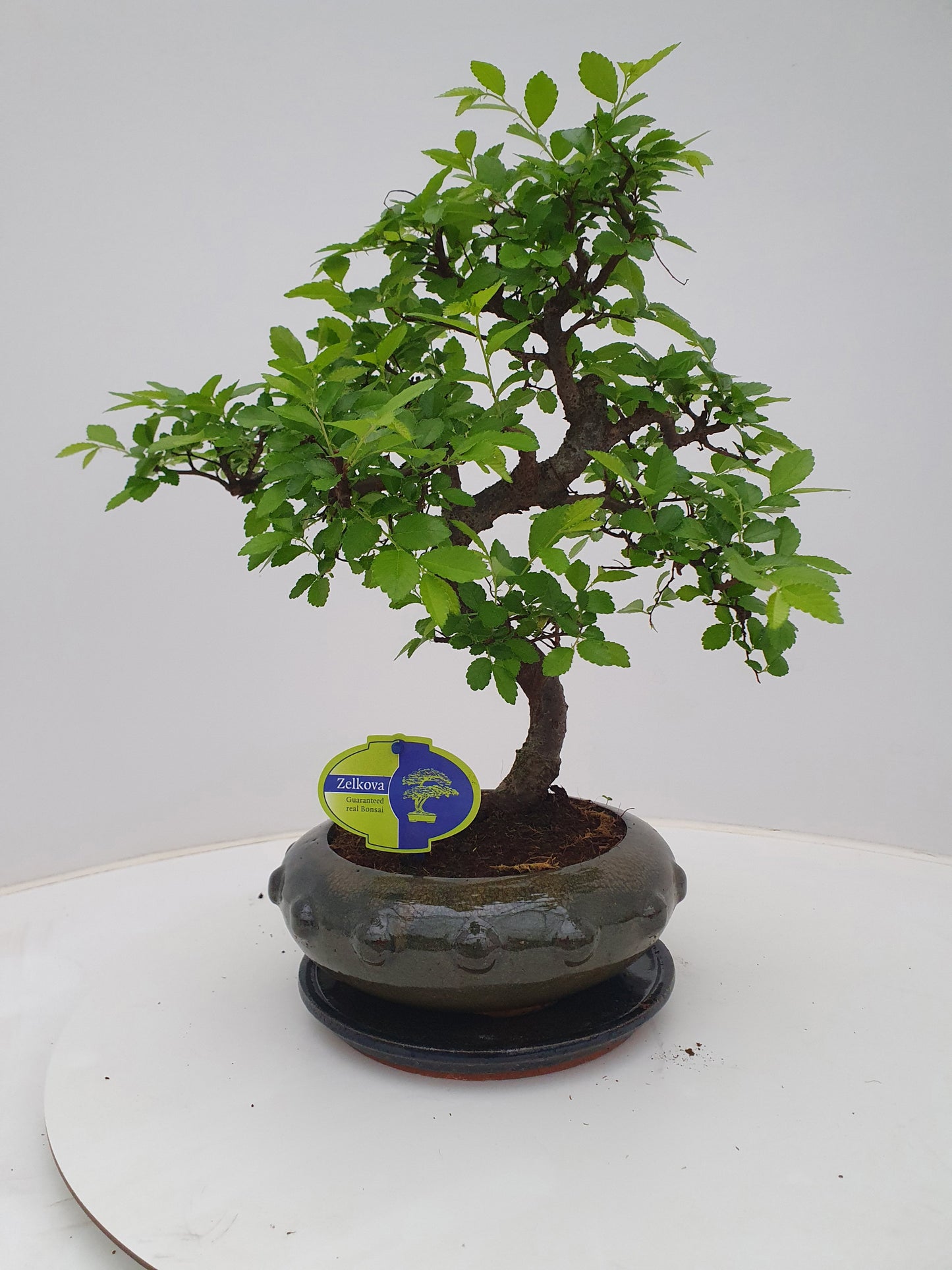 Lodder Bonsai BV Zelkova sp. Bonsai Pack of 3