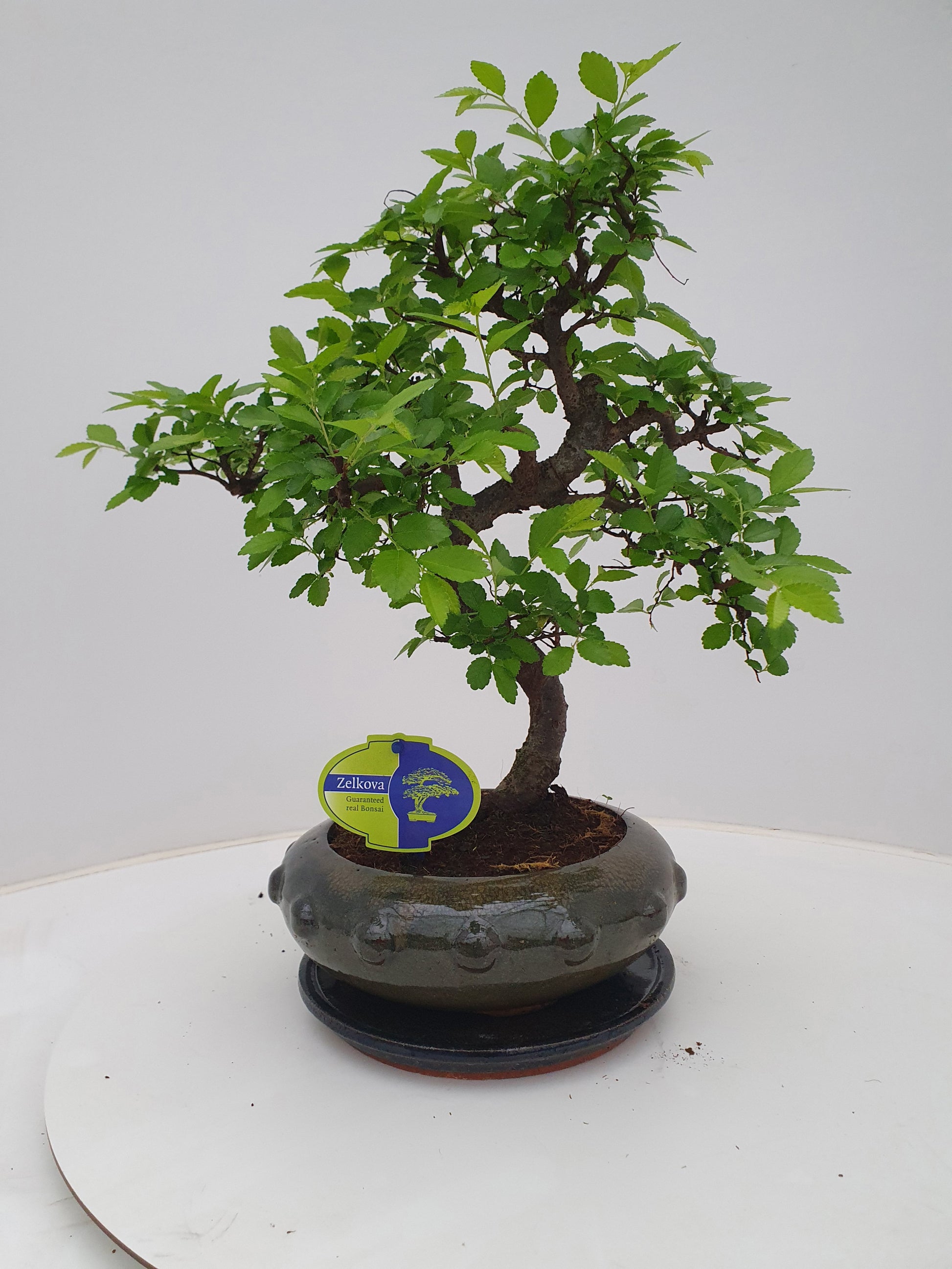 Lodder Bonsai BV Zelkova sp. Bonsai Pack of 3