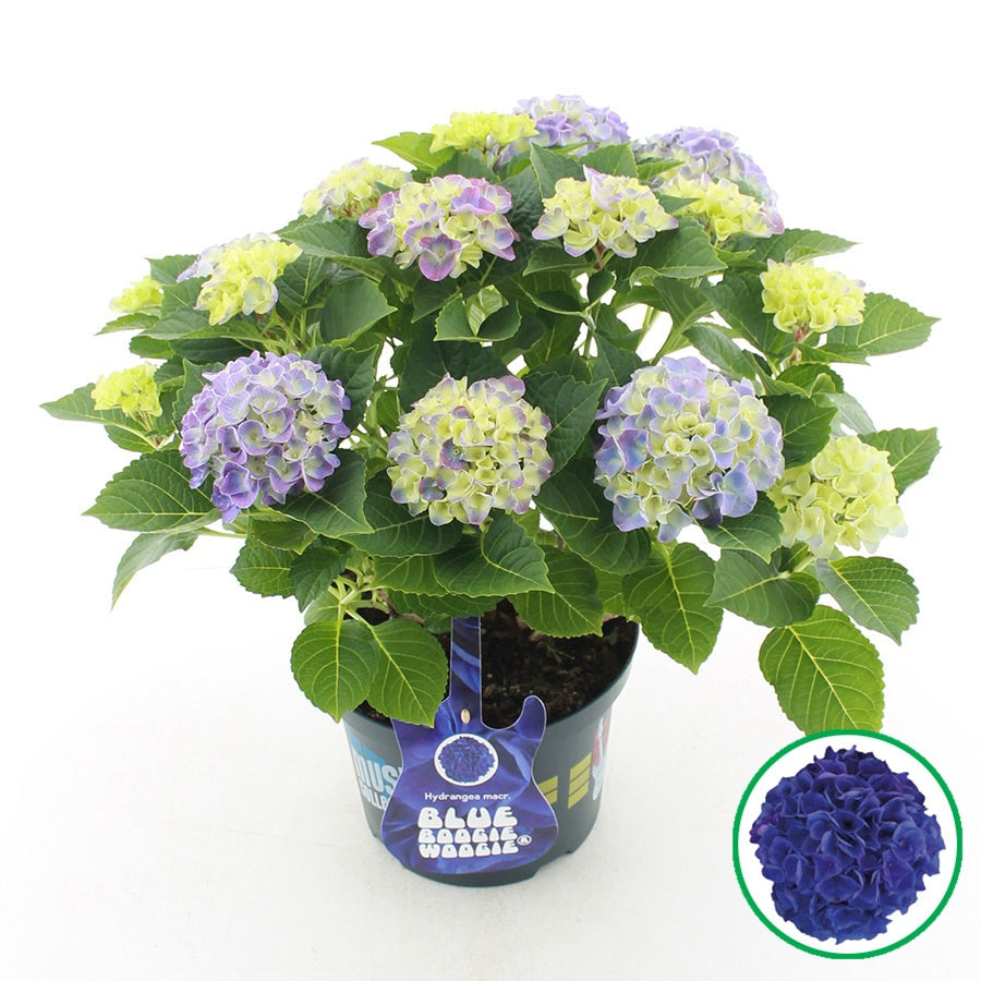 Hydrangea macrophylla mix 45cm 23cm Pot