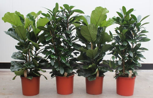 Foliage houseplants mix 130cm 34cm Pot