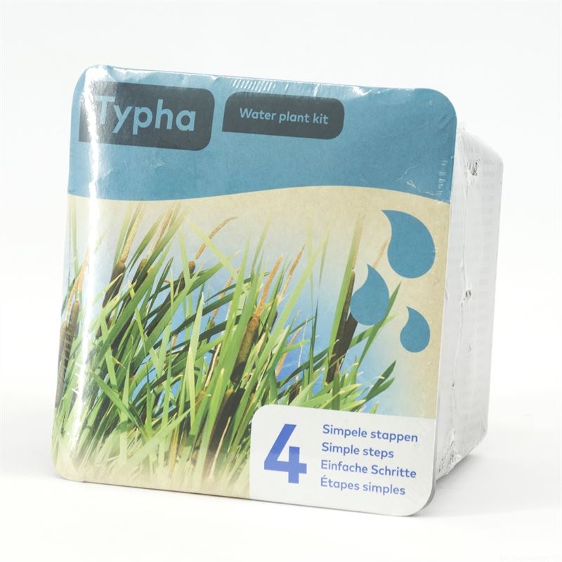 Waterplkw R. Moerings Typha angustifolia Pack of 7