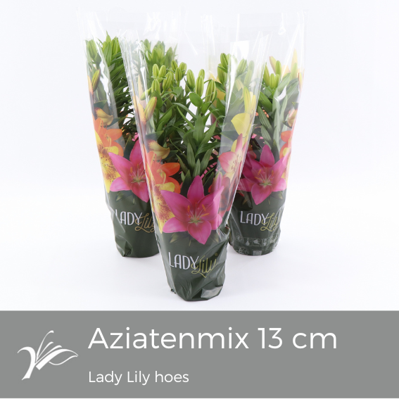 Lilium Asiatic mix 38cm 13cm Pot