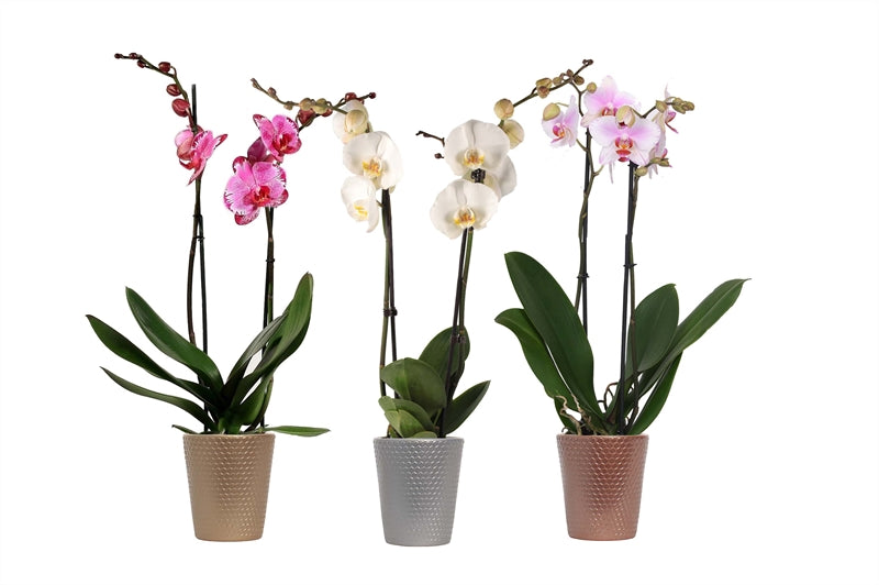 Phalaenopsis mix 55cm 12cm Pot