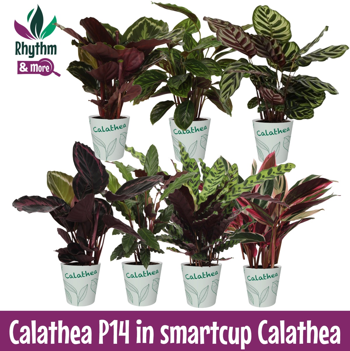 Calathea mix 45cm 14cm Pot