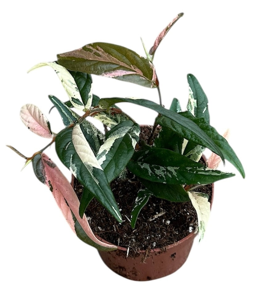 Ficus benjamina 20cm 9cm Pot