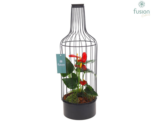 Metaal fles zwart Large met Anthurium 55cm 17cm Pot
