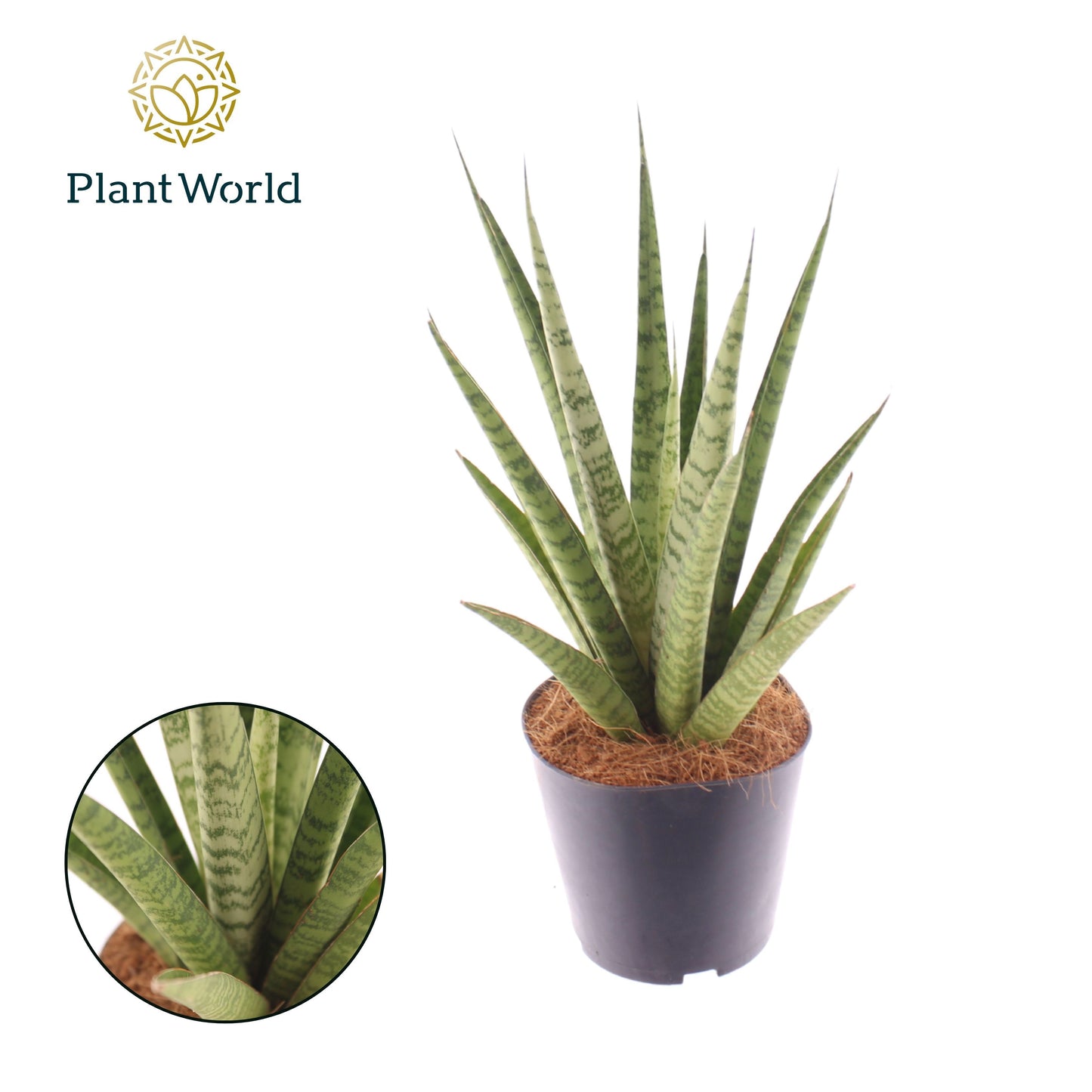 Sansevieria tri. Pineapple 35cm 12cm Pot