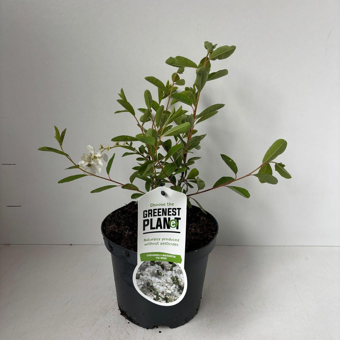 Exochorda The Bride 25cm 19cm Pot