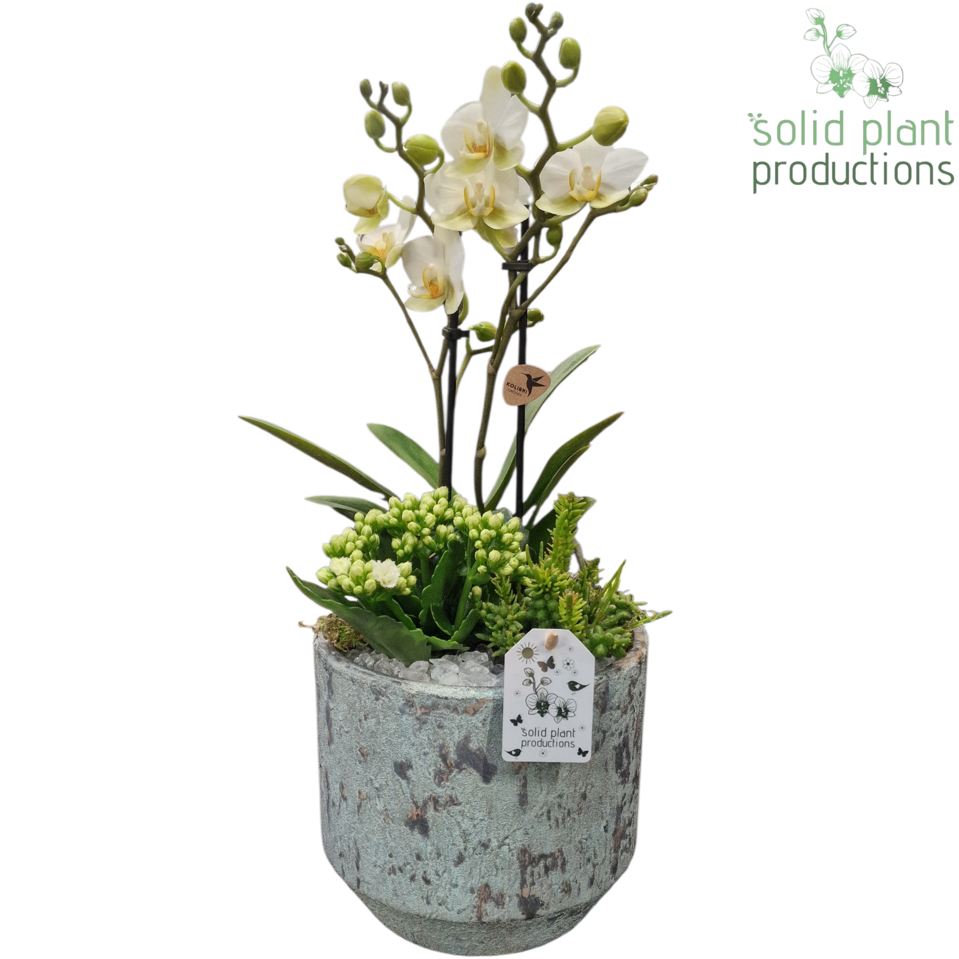 PH222 Maria Aqua Pot Phalaenopsis 45cm 19cm Pot
