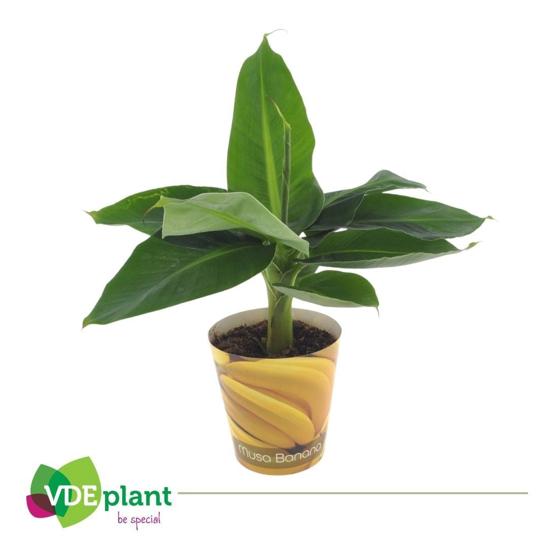 VDE plant BV Musa Tropicana Pack of 6