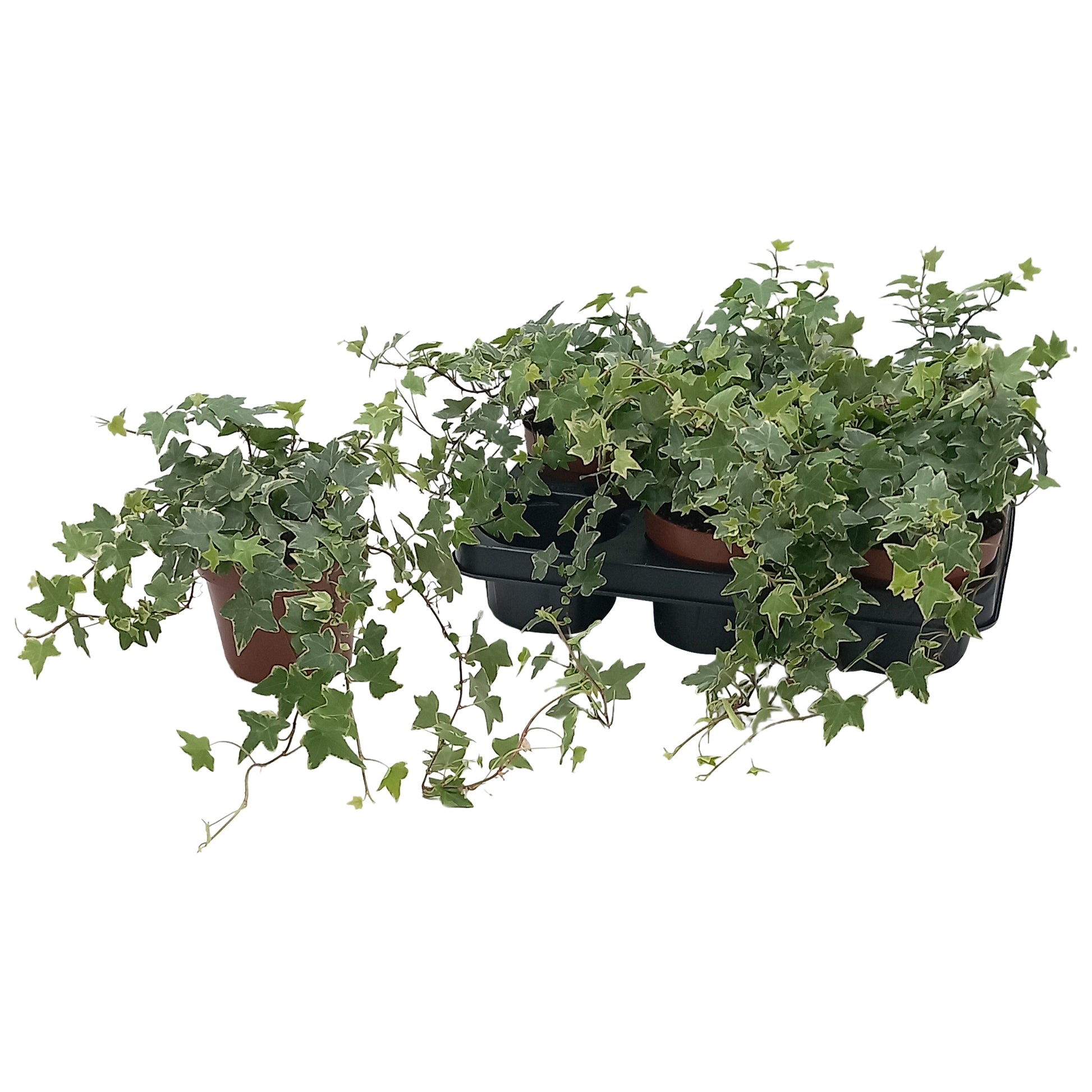 Hedera helix Esther 13cm Pot