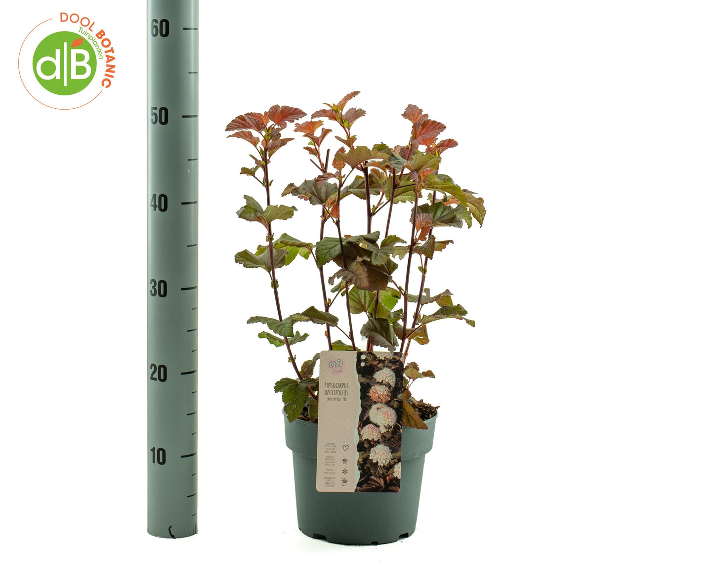 Dool Botanic Physocarpus Lady In Red Pack of 1