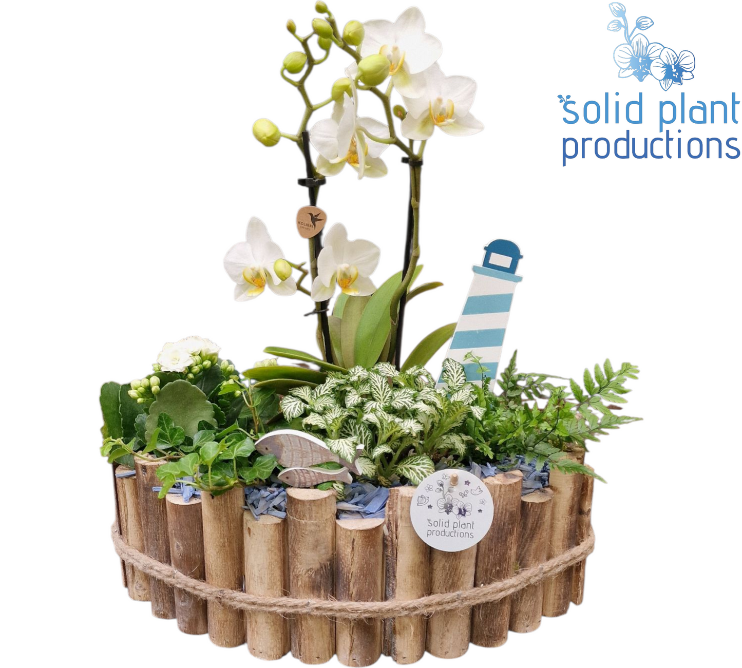 HPH006 Napoli Large Blue Phalaenopsis 45cm 35cm Pot
