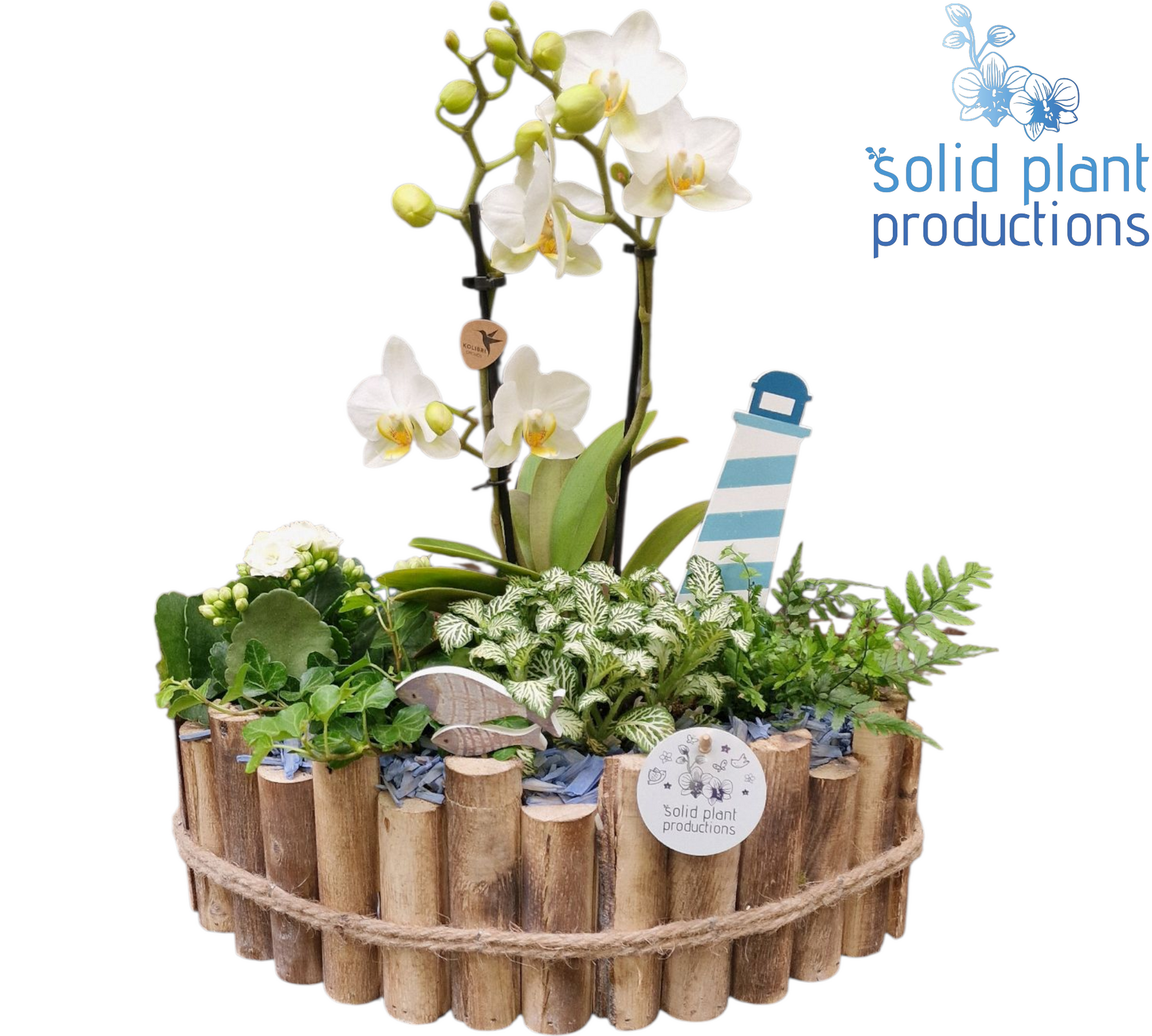 HPH006 Napoli Large Blue Phalaenopsis 45cm 35cm Pot