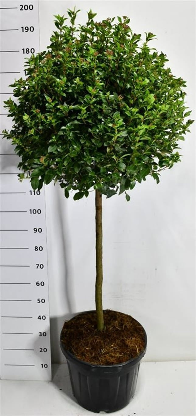 Bloemenkampen BV, Hkw. de Viburnum tinus Eve Price Pack of 1