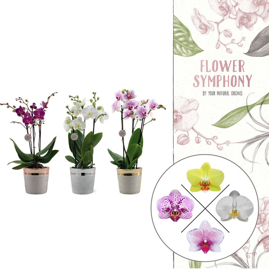 Phalaenopsis mix 45cm 12cm Pot