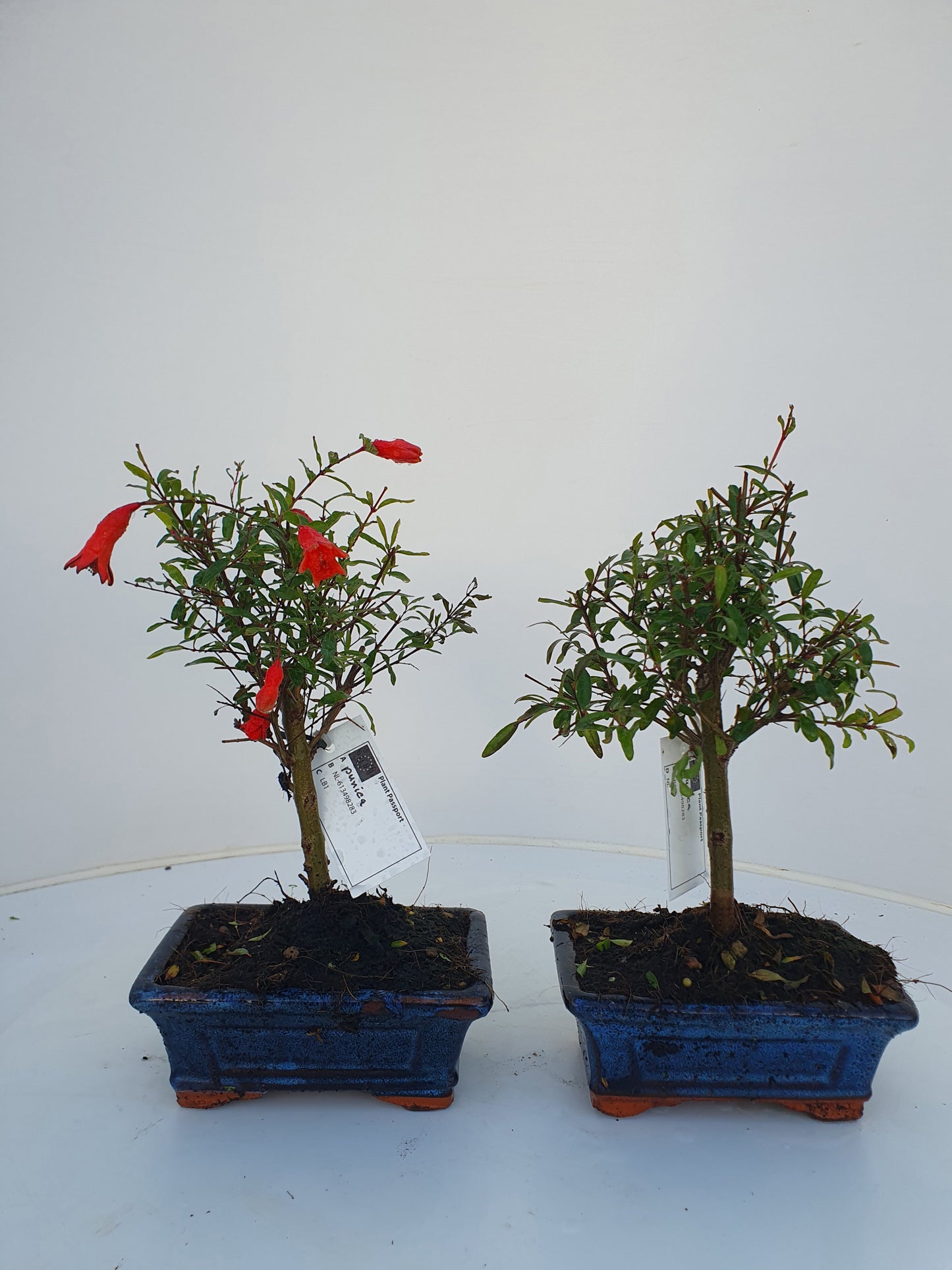 Punica granatum 25cm 15cm Pot