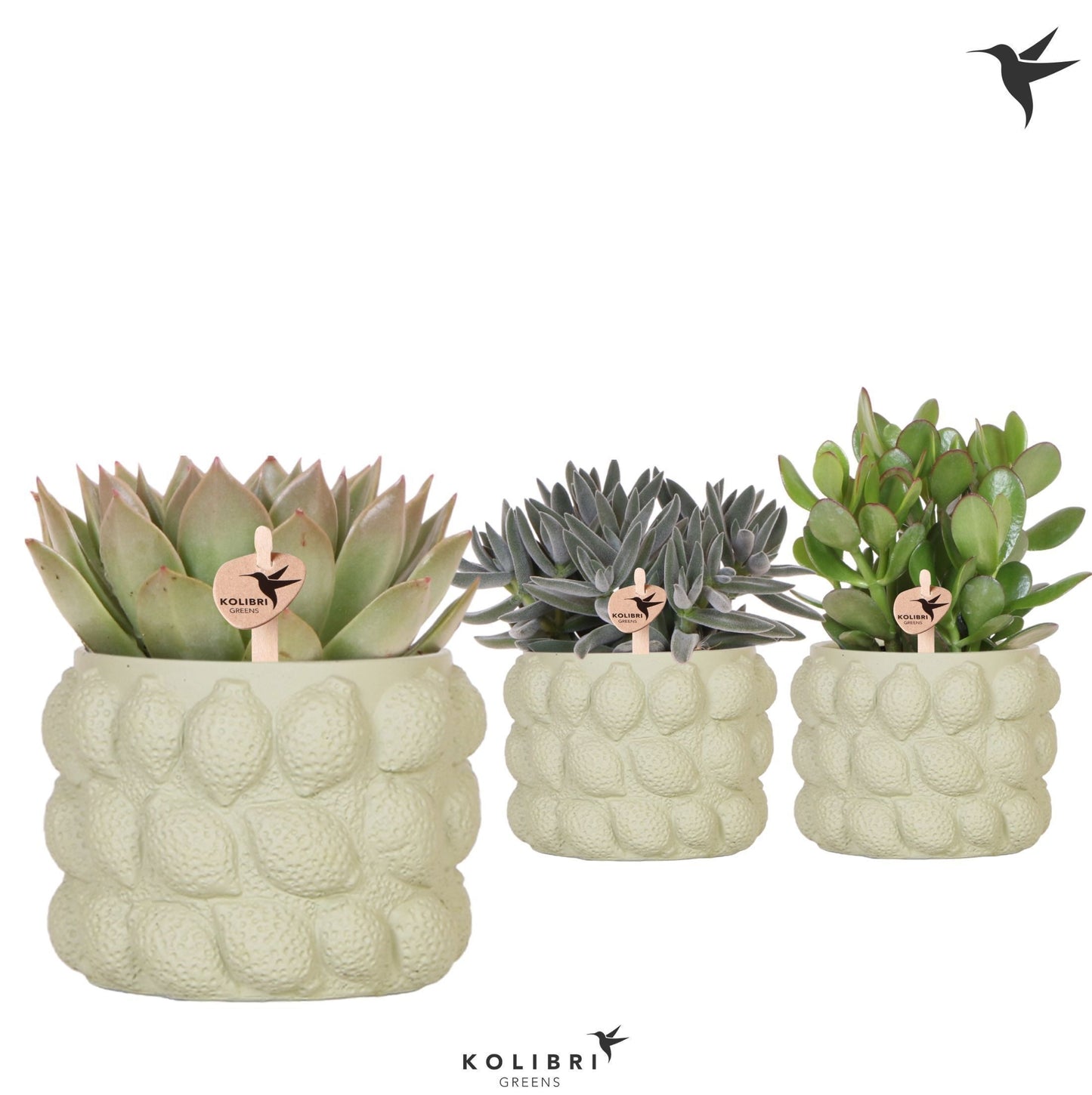 Succulent mix 26cm 12cm Pot
