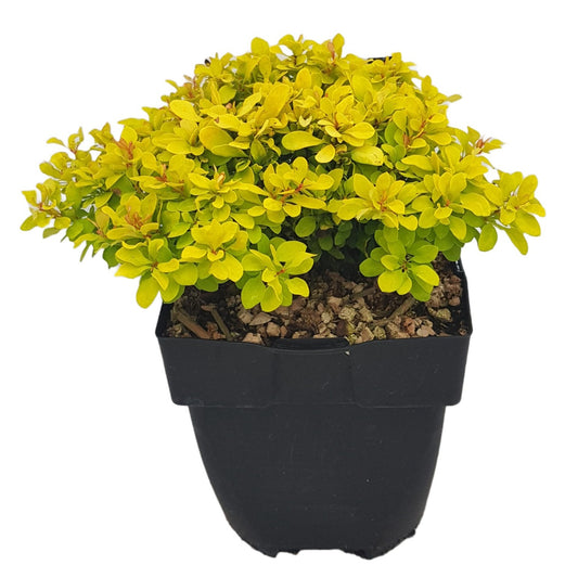 Berberis overig 30cm 17cm Pot
