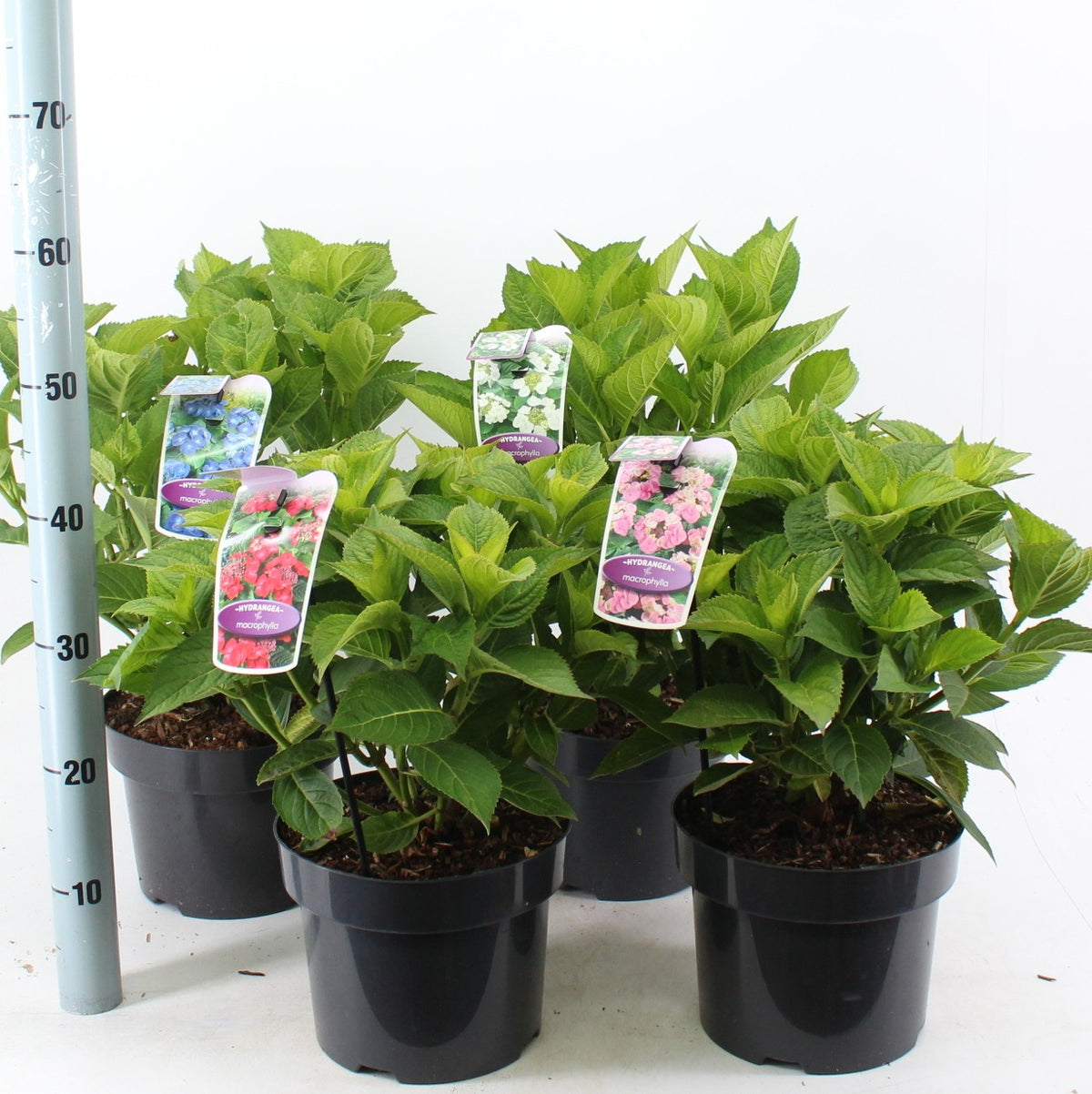 Hydrangea macrophylla mix 45cm 23cm Pot