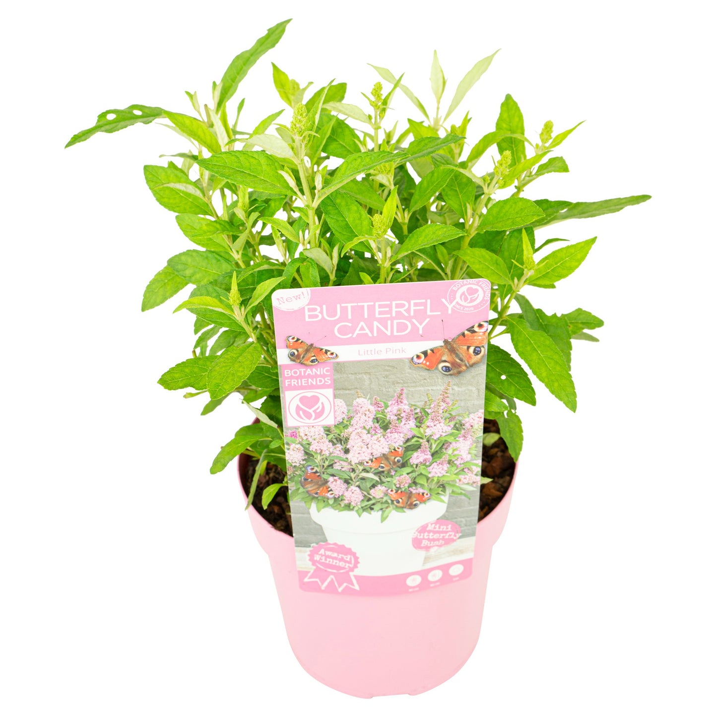 Son en Koot Plant Buddleja Butterfly Candy mix Pack of 5