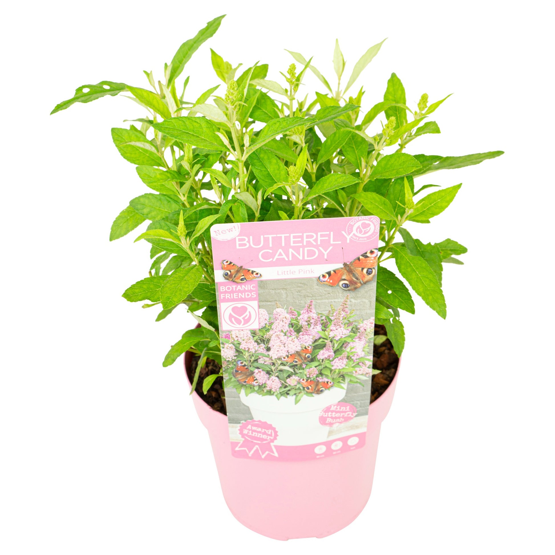 Son en Koot Plant Buddleja Butterfly Candy mix Pack of 5