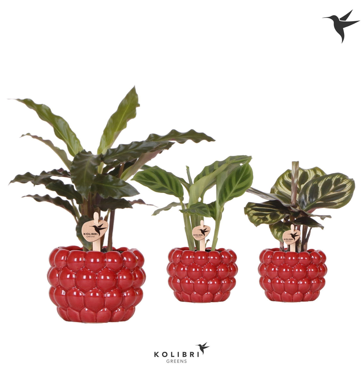 Calathea mix 18cm 6cm Pot