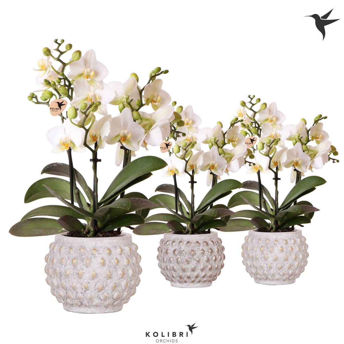 Phalaenopsis multiflora white 40cm 9cm Pot