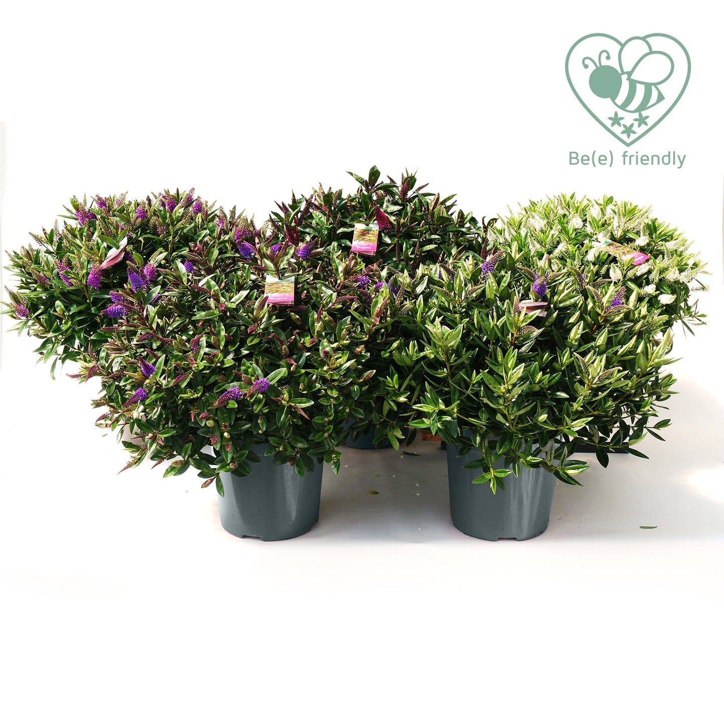 Hebe Addenda mix 60cm 27cm Pot