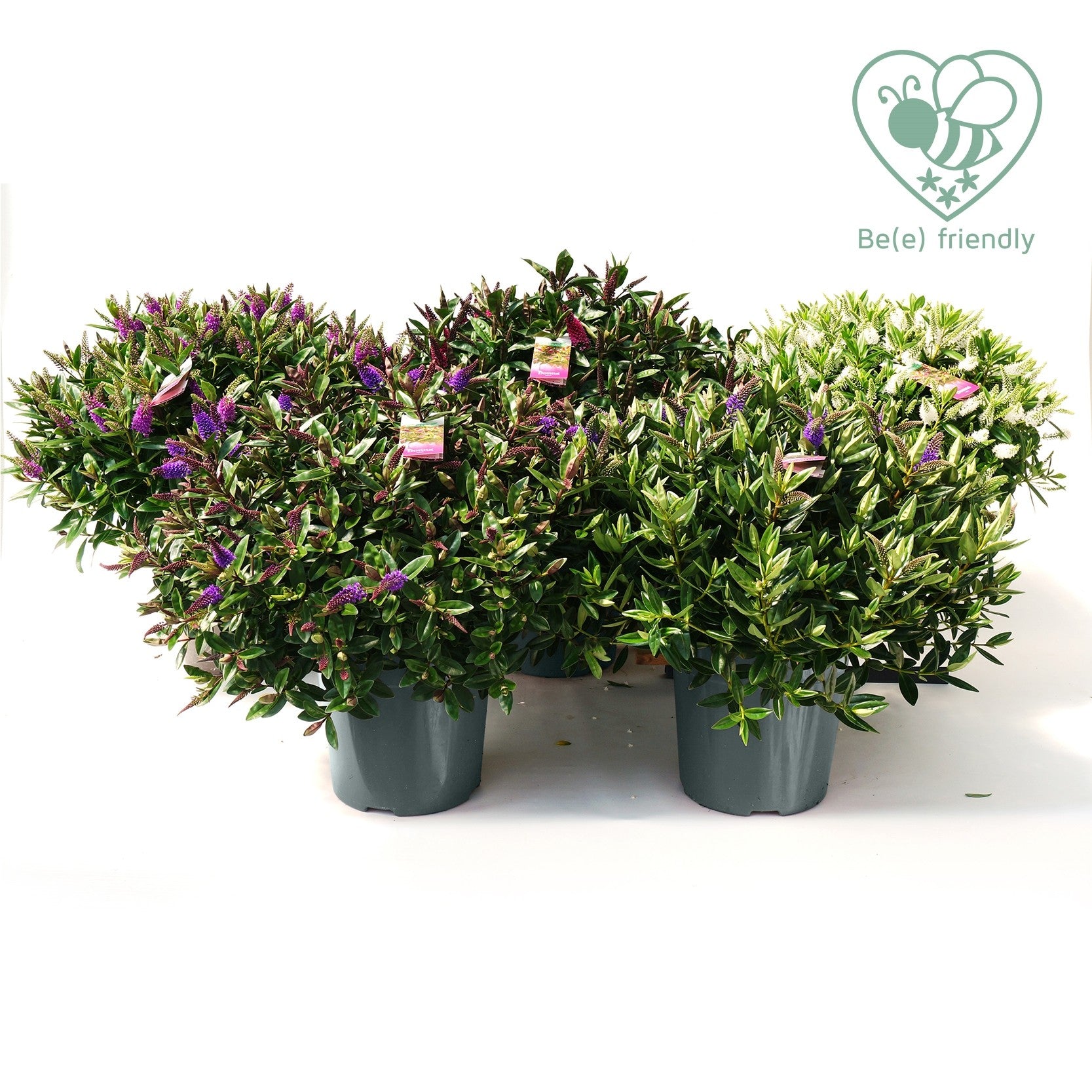 Hebe Addenda mix 60cm 27cm Pot