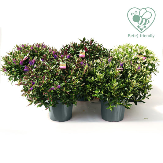 Hebe Addenda mix 60cm 27cm Pot