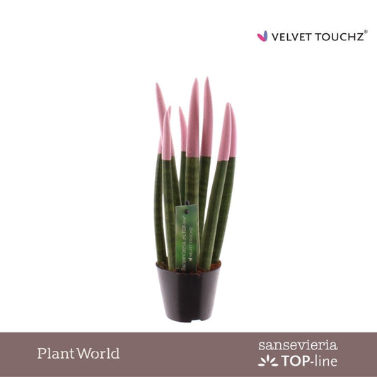 Sansevieria cylindrica 30cm 8.5cm Pot