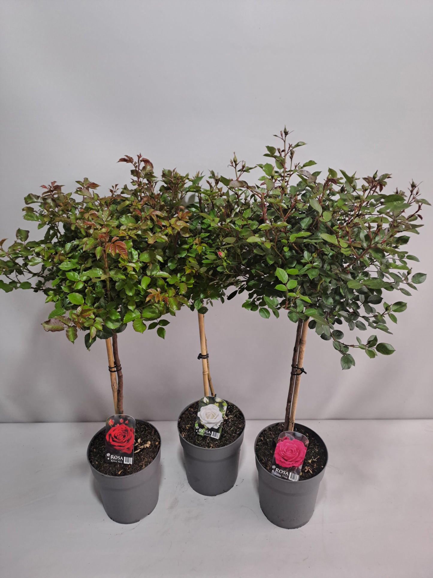 Roses standard mix 120cm 23cm Pot