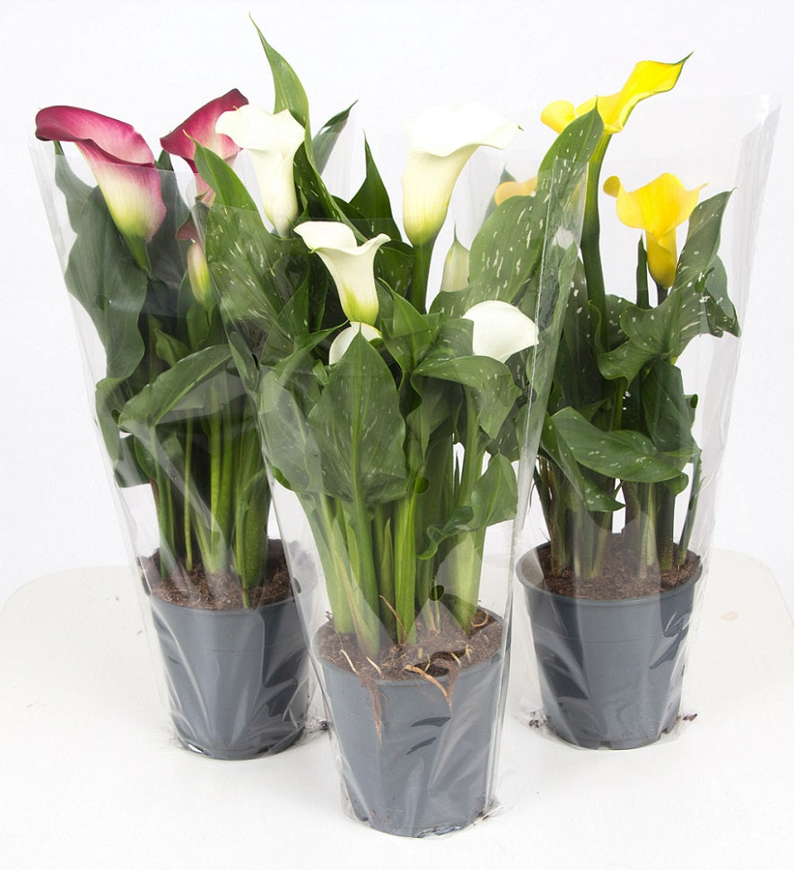 Pure Collection Zantedeschia Pack of 6